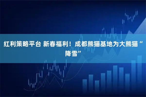 红利策略平台 新春福利！成都熊猫基地为大熊猫“降雪”